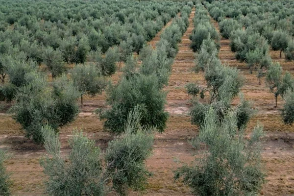 Parque Arauco generará energías utilizando carozos de aceitunas
