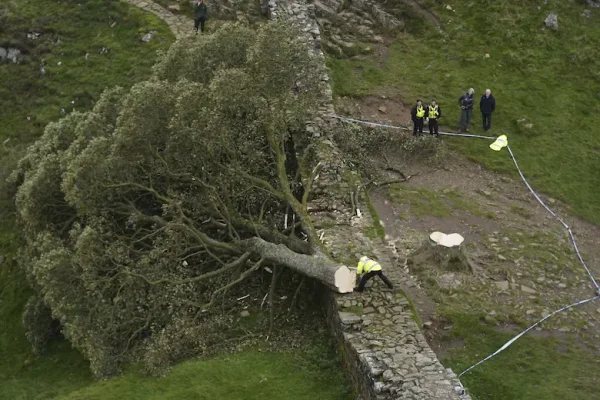 Adolescente de 16 años es arrestado como sospechoso de talar un árbol histórico de casi 200 años