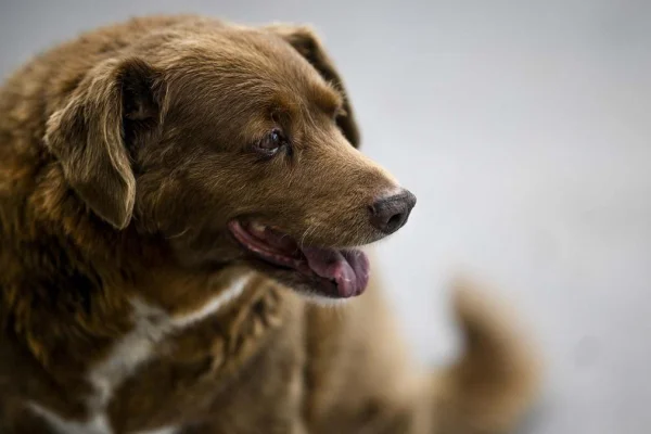 Bobi, el perro más longevo del mundo, falleció a los 31 años