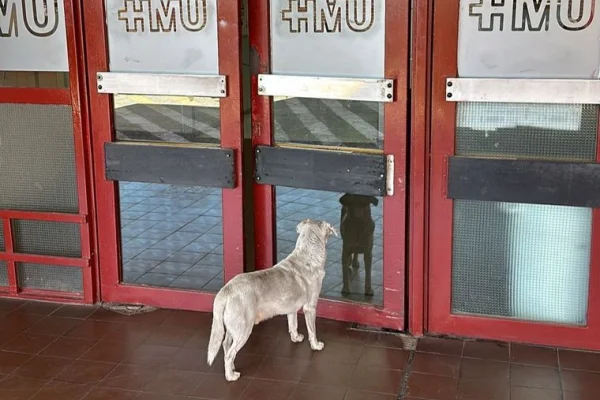 Córdoba: La historia del perro que espera en la puerta del hospital a su dueño asesinado
