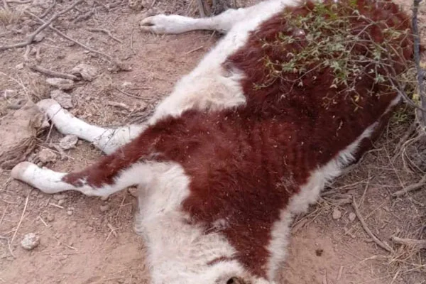Aparecieron 4 vacas mutiladas al sur de Chepes