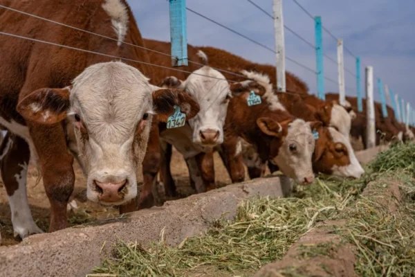Kayne lanzó a la venta una nueva alternativa para la mejora genética de los ganados riojanos