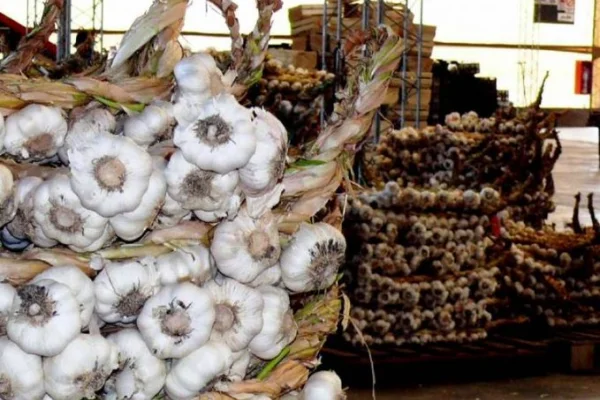 Llegan a Brasil las primeras exportaciones de ajos desde La Rioja