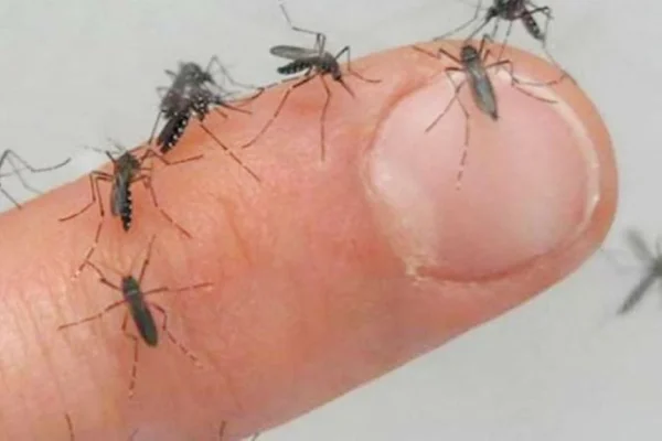 Preocupación en Chepes por la invasión de mosquitos, los vecinos reclaman por tareas de fumigación