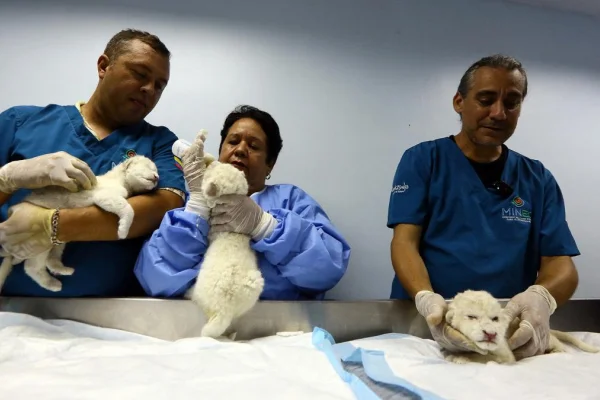 Nacieron tres leones blancos en un zoológico de Venezuela