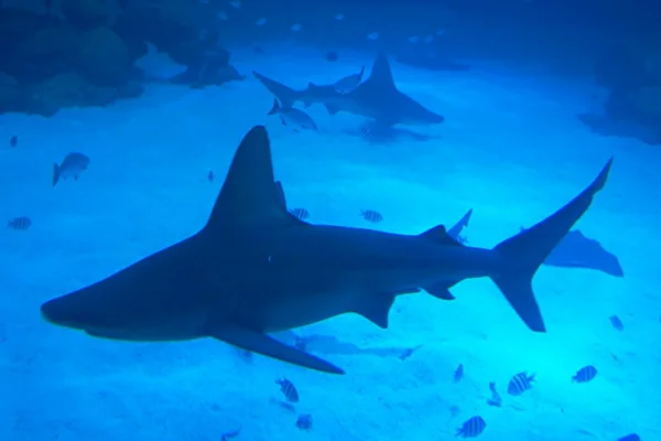 Murió atacada por un tiburón mientras practicaba remo en Bahamas
