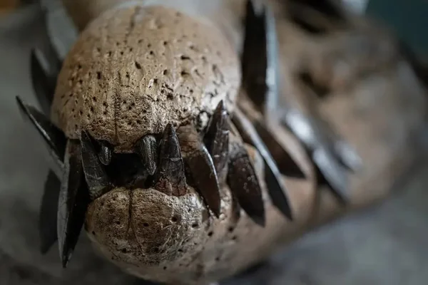 Extraordinario hallazgo: descubren cráneo gigante con 130 dientes de una bestia marina