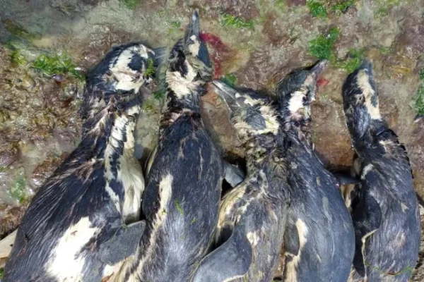 Aparecieron 138 pingüinos muertos en las costas de Santa Cruz: se enredaron en redes de pesca ilegal