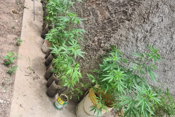 La Policía allanó un domicilio buscando una moto y se encontró con plantas de marihuana