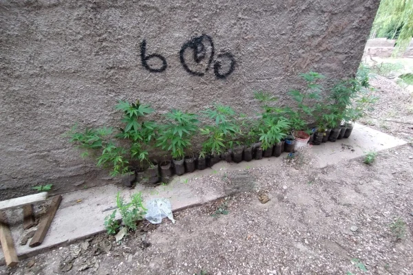 Secuestraron 27 plantines de Cannabis en zona Sur de Capital