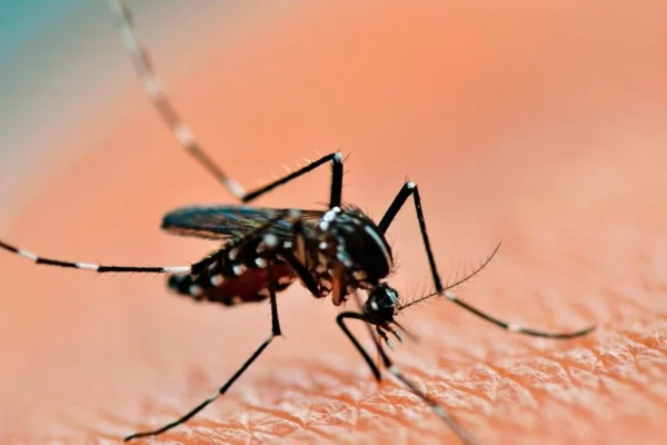 Ante el aumento de casos de dengue, piden extremar las medidas de prevención