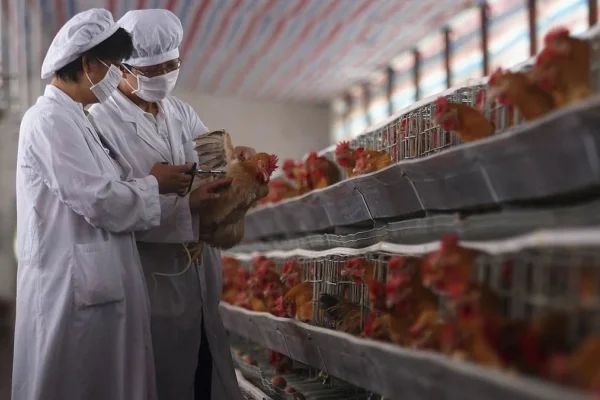 Influencia aviar: el Senasa ordenó el despoblamiento de tres granjas avícolas