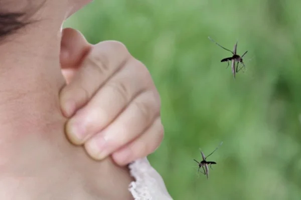 Invasión de mosquitos en el AMBA: son de la especie que contagia la encefalitis equina