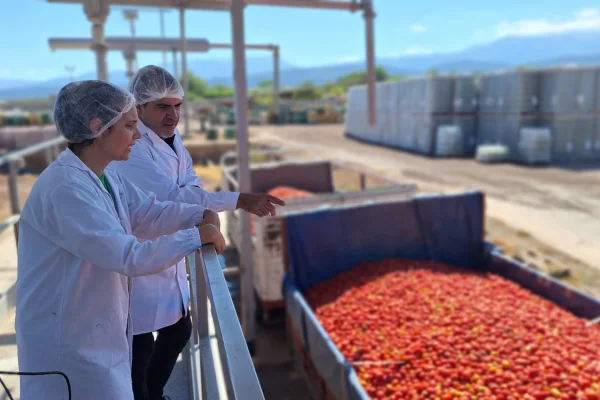 Agroandina estima llegar en 2024 a los 40 millones de kilos de tomates procesados