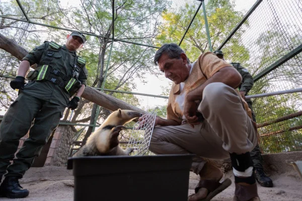 Liberaron al Oso Melero rescatado en Ambil