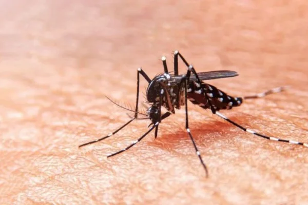 Invasión de mosquitos: cuál es la diferencia entre las picaduras de dengue y la de la encefalitis equina