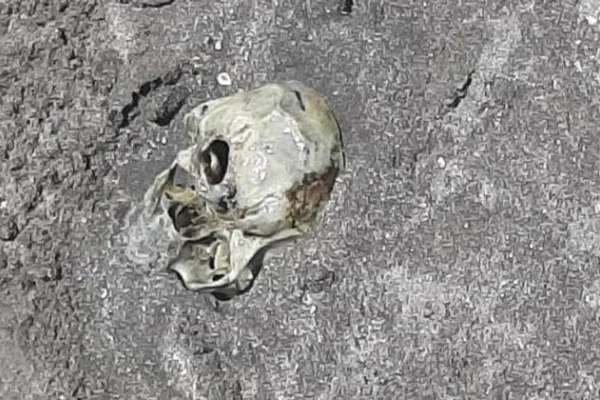 Macabro: hallaron un cráneo humano en una playa de Mar del Plata