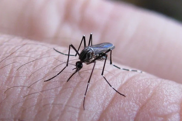 Salud confirmó el primer caso de dengue importado