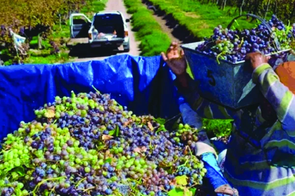 La Riojana prevé una cosecha con más kilos y de mejor calidad