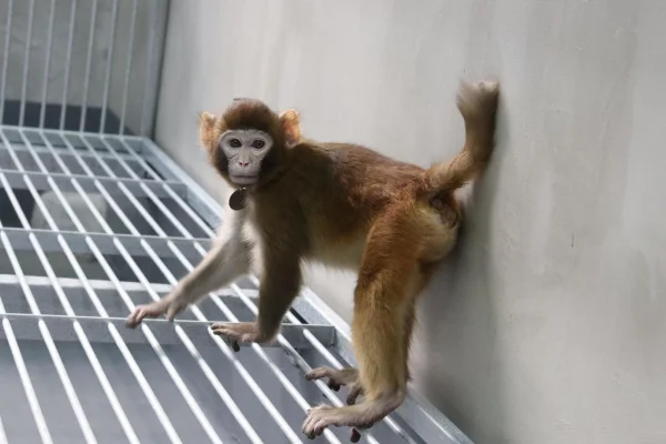 Retro, el mono clonado que acerca la posibilidad de hacer copias de los seres humanos