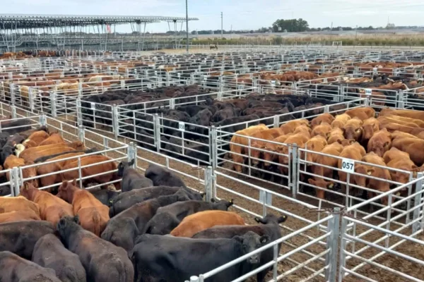 En 2023 se faenaron un millón de vacas más que el año anterior: impacto en la oferta de carne y los precios