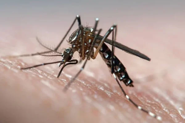 Murió otra persona por dengue en Misiones y es el séptimo fallecimiento registrado