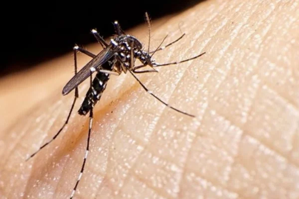 En Tucumán desarrollaron un innovador método para atacar el dengue