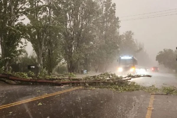 Una intensa tormenta causó caída de árboles y cortes de luz en Mendoza