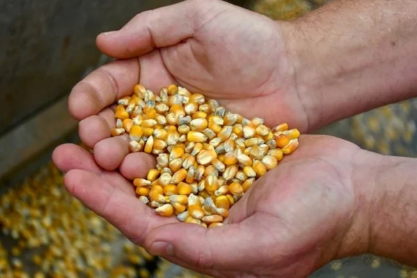 A través de los municipios, el Gobierno entregó maíz a pequeños productores ganaderos