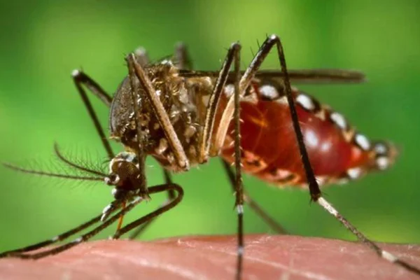 Un hombre de 38 años murió por dengue y es el primer caso mortal este año en Santa Fe