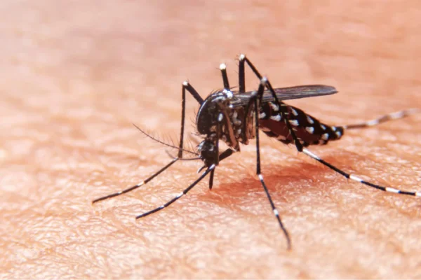 Preocupa el aumento de casos de dengue en Catamarca