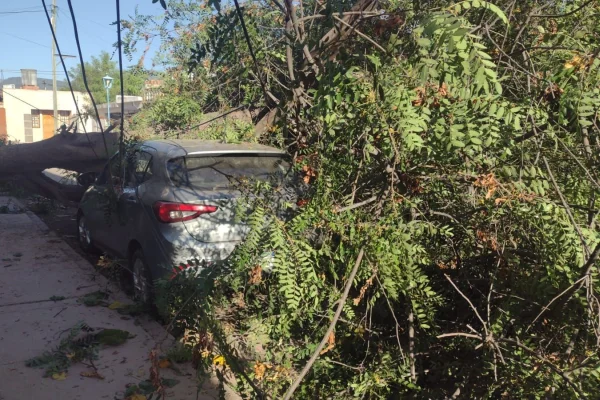 Por el fuerte viento, un árbol cayó sobre un auto en Capital