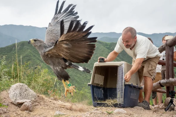 Un águila fue liberada en el área protegida de Juan Caro