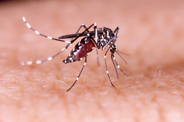 Se registraron cinco nuevas muertes por dengue en Córdoba, San Luis y Santa Fe