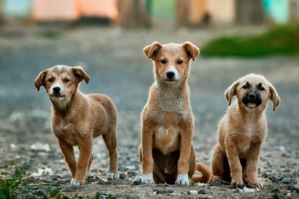 Incremento de perros sin hogar en las calles de la ciudad: “Ya no hay dónde ubicar cachorros”