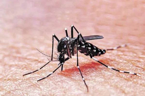 La Rioja registró más de 100 casos de dengue en la última semana