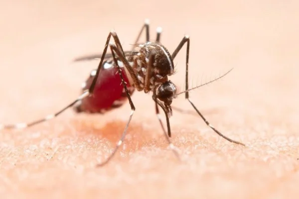 Se confirmaron 280 nuevos casos de dengue en La Rioja