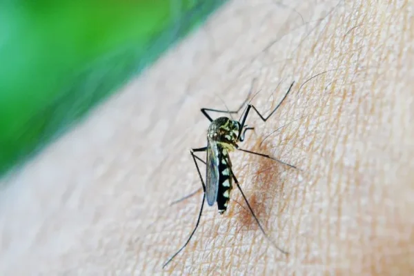 Dengue en aumento: en una semana hubo 199 casos y el total es de 616 infectados