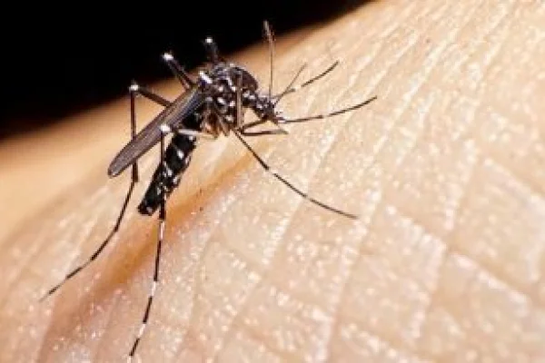 Dengue: dónde consultar en caso de contagio