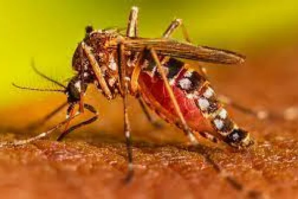 La OPS alertó que se triplicaron los casos de dengue en la región y pidió fortalecer la eliminación de las larvas