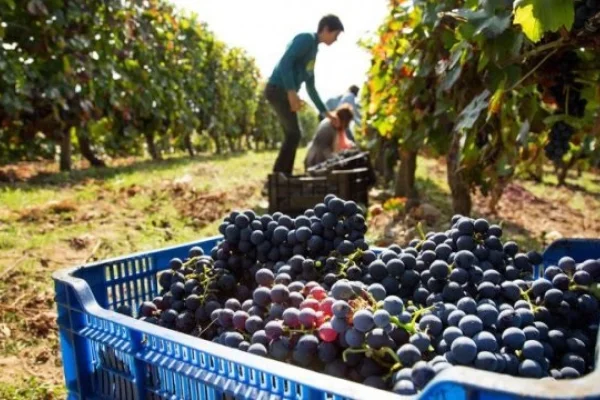Vitivinicultura: afirman que en La Rioja se debe mantener la competitividad