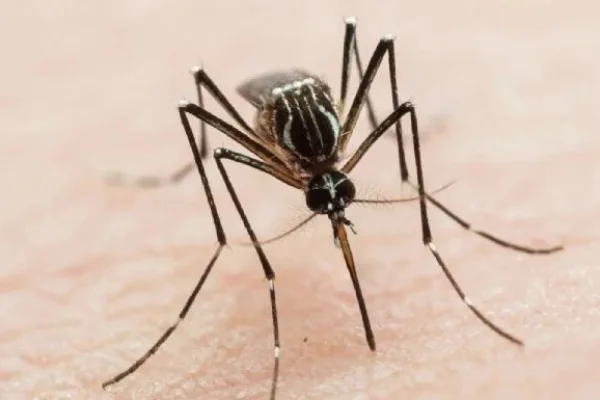 Brote de dengue: el país registra 180 mil casos y aún no alcanza el pico