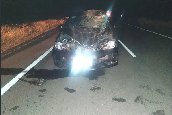Un auto quedó con serios daños luego de impactar con un animal suelto en la ruta