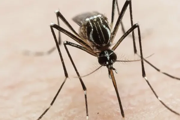 Se registró la primera muerte por dengue en la provincia de San Juan
