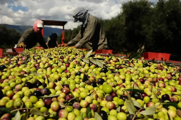 Olivicultores acudirán a la Justicia por   las tarifas