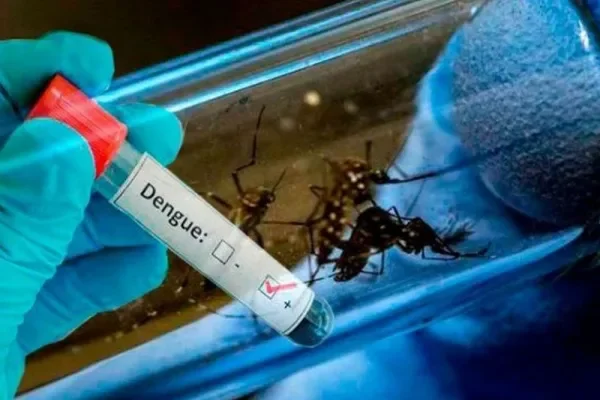 El mosquito del dengue no se extinguirá en invierno, alertan los científicos
