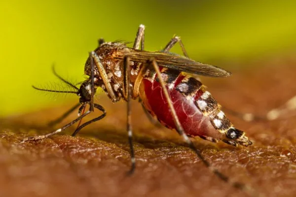 Dengue: Argentina acumula más de 315 mil casos en lo que va de este año