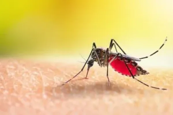 Dengue en Argentina: una epidemia que requiere acción urgente