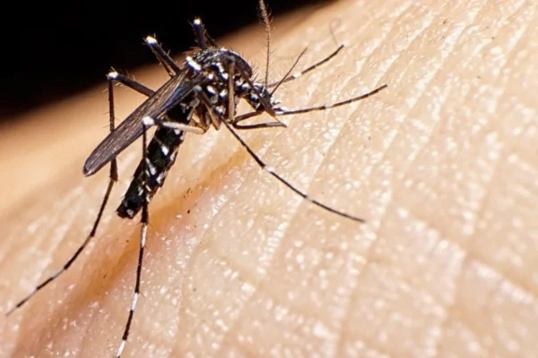 La provincia continúa transitando el brote de dengue y piden mantener los cuidados en el hogar