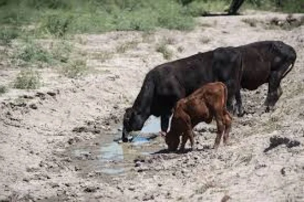Mas de un tercio de la zona ganadera de los Llanos afectada por la sequía